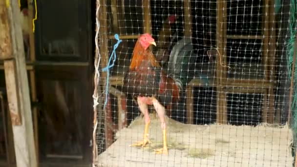 一只战斗的公鸡准备好下一场战斗 哥伦比亚 啼叫或啼叫的公鸡在腿上拔出羽毛 鸟笼里一只公鸡的特写镜头 高质量的4K镜头 — 图库视频影像