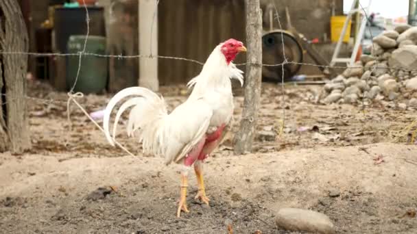 Ayam Jago Bertarung Bersiap Untuk Pertarungan Berikutnya Kolombia Cackling Atau — Stok Video
