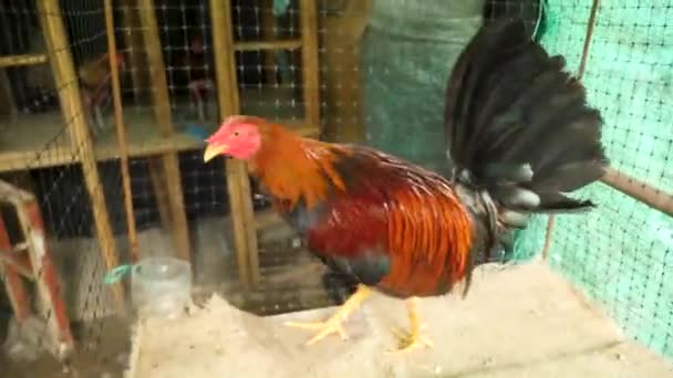 一只战斗的公鸡准备好下一场战斗 哥伦比亚 啼叫或啼叫的公鸡在腿上拔出羽毛 鸟笼里一只公鸡的特写镜头 高质量的4K镜头 — 图库视频影像
