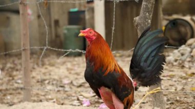Dövüşen bir horoz bir sonraki dövüşü için hazırlanır, Kolombiya. Gıdaklayan ya da öten horoz bacaklarına tüy yoldu. Kafesteki bir horozun yakın plan çekimi. Yüksek kalite 4k görüntü.