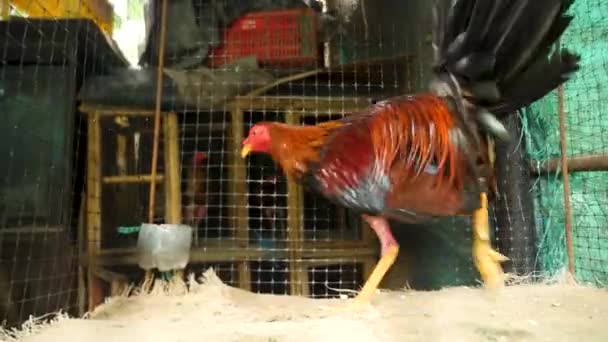 Fighting Rooster Gets Ready Its Next Fight Colombia Cackling Crowing — Stock Video