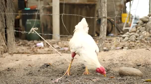Ein Kämpferischer Hahn Bereitet Sich Auf Seinen Nächsten Kampf Vor — Stockvideo