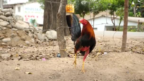 Gallo Combattimento Prepara Suo Prossimo Combattimento Colombia Cackling Gallo Corvo — Video Stock