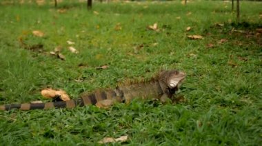 Iguana, Kolombiya, Cali 'de bir parkta yiyecek arıyor. Yüksek kalite 4k görüntü