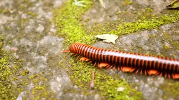 Milípede Vermelha Centopeia Andando Sobre Rochas Colômbia Filmagem — Vídeo de Stock