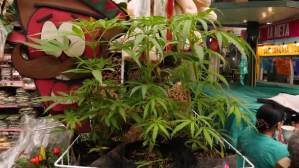 Bogota Kolumbien Januar Cannabispflanze Auf Dem Obstmarkt Von Paloquemao Bogota — Stockvideo