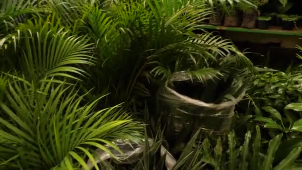 コロンビアのボゴタのパロキマオフルーツ市場で小さなヤシの木や他の植物 4K映像について — ストック動画