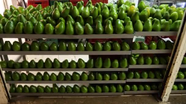 コロンビアのボゴタのパロキマオフルーツ市場で巨大なアボカド — ストック動画