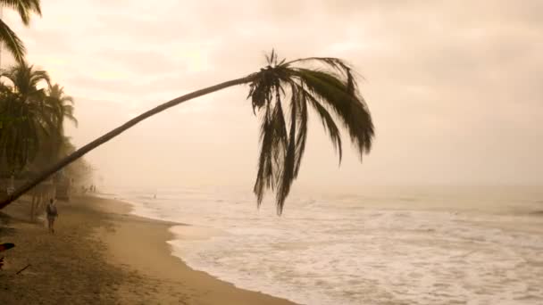 Gebogene Palme Über Dem Strand Von Palomino Bei Schönem Sonnenuntergang — Stockvideo