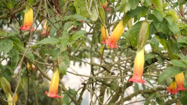 天使はブルージュマニアをトランペット コロンビアのボゴタにあるエキゾチックな植物 4K映像について — ストック動画