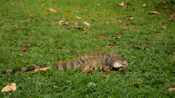 Iguana Kolombiya Cali Bir Parkta Yiyecek Arıyor Yüksek Kalite Görüntü — Stok video