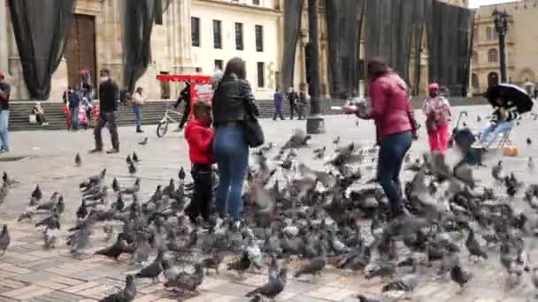 Bogota Kolumbia Január Helyiek Galambokat Etetnek Plaza Bolivar Felvétel — Stock videók