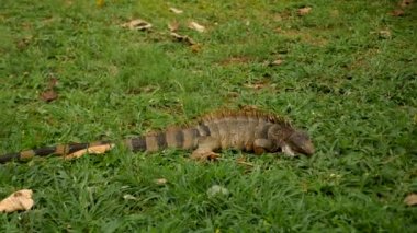 Iguana, Kolombiya, Cali 'de bir parkta yiyecek arıyor. Yüksek kalite 4k görüntü