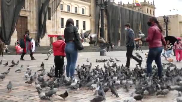 Bogota Colombia January 2024 Locals Feeding Pigeons Plaza Bolivar Footage — Stock Video
