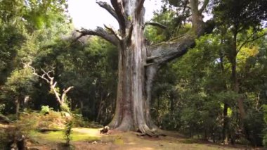 Japonya, Kasuga Taisha yakınlarındaki Nara parkında kocaman bir Japon ağacı. Yüksek kalite 4k görüntü