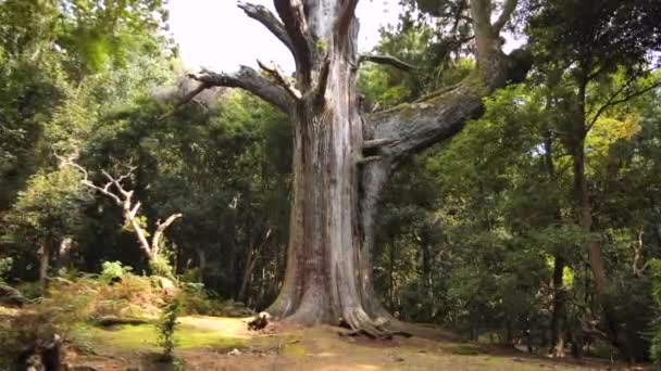 Enorme Árbol Alto Japonés Parque Nara Cerca Kasuga Taisha Japón — Vídeos de Stock