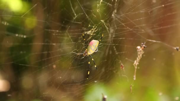 Japanse Nephila Clavata Joro Spider Het Web Het Bos Van — Stockvideo