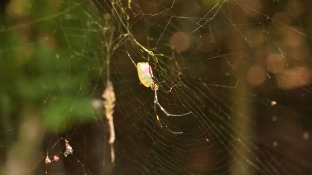 Giapponese Nephila Clavata Joro Spider Web Forest Nara Filmati Alta — Video Stock
