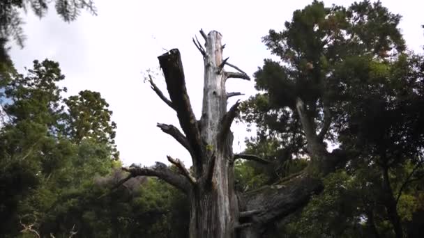 Enorme Giapponese Vecchio Albero Alto Nel Parco Nara Vicino Kasuga — Video Stock