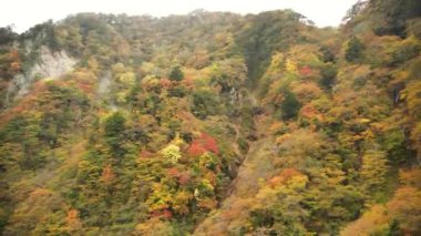 Japonya 'nın Nikko şehrinde sonbaharda güzel renkli Japon doğası. Ormanın sonbahar manzarası. Ulusal parkta Japon sonbaharı. Yüksek kalite 4k görüntü