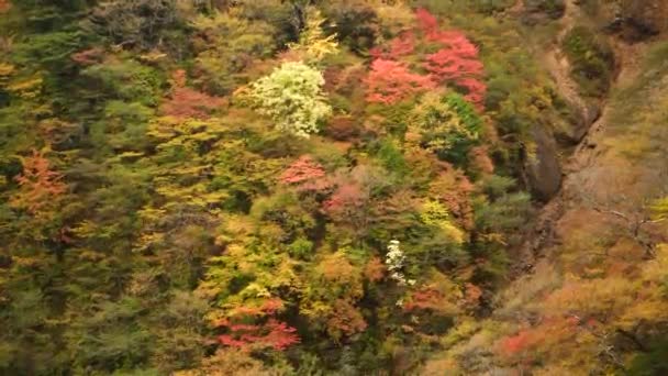 秋天在日本的Nikko周围 日本的自然美丽的色彩 秋天风景秀丽的森林 日本秋天在国家公园 高质量的4K镜头 — 图库视频影像