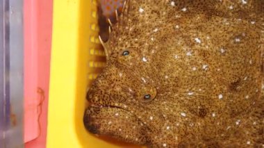 Flatfish paralichthys olivaceus 'un Kore' nin en büyük balık pazarındaki yakın çekimi. Güney Kore, Busan 'daki Jagalchi balık pazarı. Yüksek kalite 4k görüntü