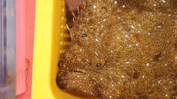 Primer Plano Flatfish Paralichthys Olivaceus Mercado Pescado Más Grande Corea — Vídeos de Stock