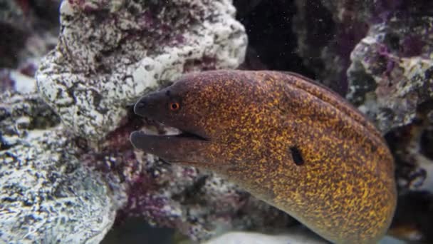 莫雷鳗鱼躲藏在珊瑚中高质量的4K镜头 — 图库视频影像