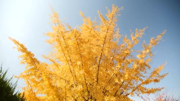 Żółte Drzewo Ginkgo Jesienią Pusan Korea Południowa Wysokiej Jakości Materiał — Wideo stockowe