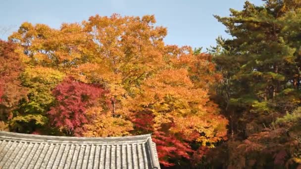 Barevné Stromy Podzim Tradiční Jihokorejskou Architekturou Střechy Barvy Podzimu Žluté — Stock video