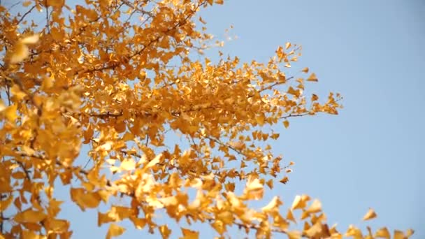 Árbol Ginkgo Amarillo Durante Otoño Busan Corea Del Sur Imágenes — Vídeo de stock