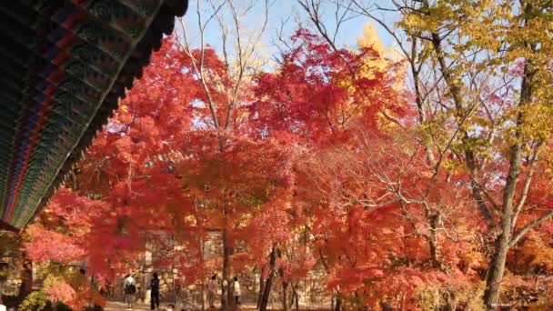 Kleurrijke Bomen Tijdens Herfst Met Traditionele Zuid Koreaanse Architectuur Van — Stockvideo