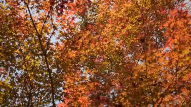 Güney Kore 'de sonbahar boyunca renkli ağaçlar. Sonbaharın renkleri. Açık mavi gökyüzü olan ağaçların sarı, kırmızı, turuncu, yeşil sonbahar renkleri. Yüksek kalite 4k görüntü
