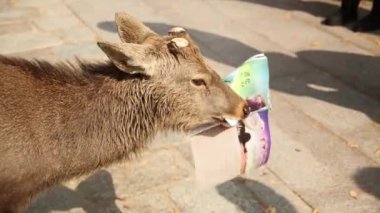 Nara, Japonya - 25 Şubat 24: Nara geyik kağıdı çiğniyor. Japonya, Nara Park 'ta Sika Deer. Yüksek kalite 4k görüntü