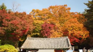 Sonbahar boyunca Güney Kore 'nin geleneksel çatı mimarisine sahip renkli ağaçlar. Sonbaharın renkleri. Açık mavi gökyüzü olan ağaçların sarı, kırmızı, turuncu, yeşil sonbahar renkleri. Yüksek kalite 4k görüntü