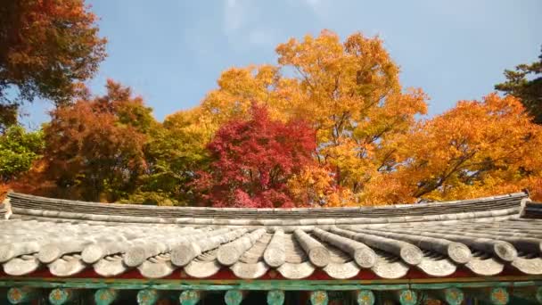Árvores Coloridas Durante Outono Com Arquitetura Tradicional Sul Coreana Telhado — Vídeo de Stock