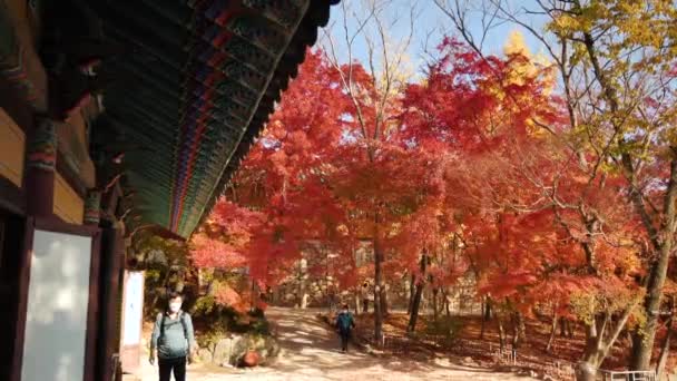 Kolorowe Drzewa Jesienią Tradycyjną Południowokoreańską Architekturą Dachu Kolory Jesieni Żółte — Wideo stockowe
