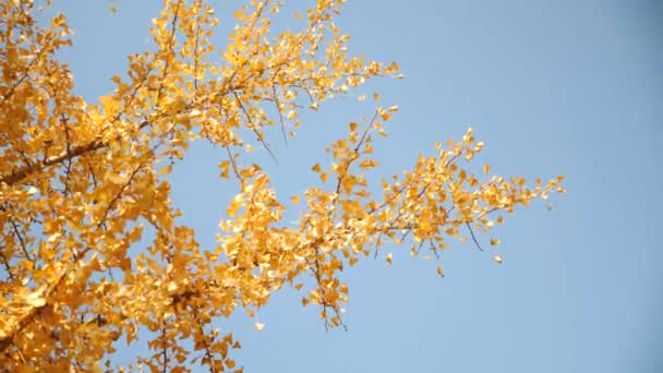 Żółte Drzewo Ginkgo Jesienią Pusan Korea Południowa Wysokiej Jakości Materiał — Wideo stockowe