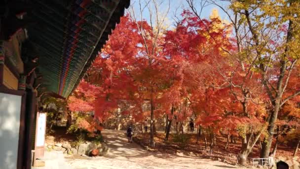 Kleurrijke Bomen Tijdens Herfst Met Traditionele Zuid Koreaanse Architectuur Van — Stockvideo