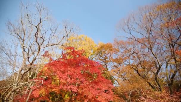 Bunte Bäume Herbst Südkorea Farben Des Herbstes Gelbe Rote Orangefarbene — Stockvideo