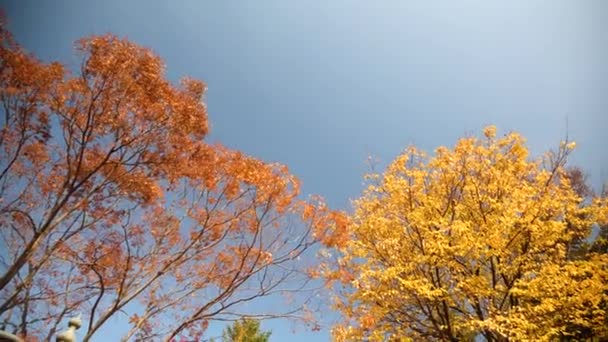 Kolorowe Drzewa Jesienią Korei Południowej Kolory Jesieni Żółte Czerwone Pomarańczowe — Wideo stockowe