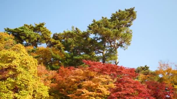 Färgglada Träd Hösten Sydkorea Höstens Färger Gul Röd Orange Gröna — Stockvideo