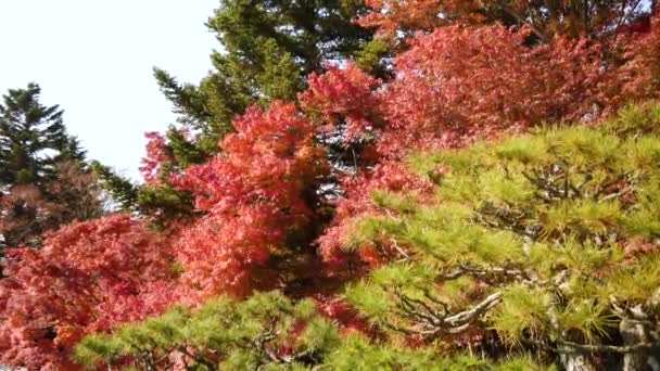 Färgglada Träd Hösten Sydkorea Höstens Färger Gul Röd Orange Gröna — Stockvideo