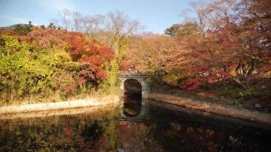 Sonbahar boyunca geleneksel Güney Kore köprüsü ve gölü olan renkli ağaçlar. Sonbaharın renkleri. Açık mavi gökyüzü olan ağaçların sarı, kırmızı, turuncu, yeşil sonbahar renkleri. Yüksek kalite 4k görüntü