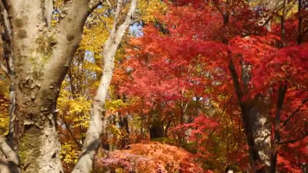Árvores Coloridas Durante Outono Coreia Sul Cores Outono Amarelo Vermelho — Vídeo de Stock