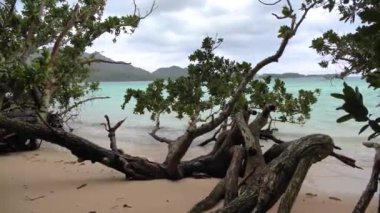 Japonya 'nın Okinawa bölgesindeki Ishigaki Adası' ndaki Kabira Körfezi 'nde egzotik ağaçlar. Turkuaz temiz su ve küçük yeşil adaları olan beyaz kumsal. Yüksek kalite 4k görüntü.