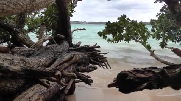 Árvores Exóticas Praia Baía Kabira Ilha Ishigaki Prefeitura Okinawa Japão Vídeo De Stock