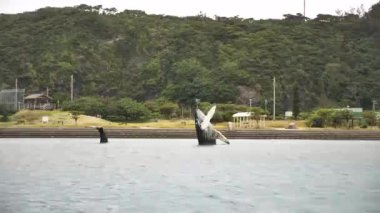 Japonya, Okinawa 'daki Kerama Adaları Ulusal Parkı' ndaki Zamami limanına varıyoruz. Sudan çıkmış iki balina, Takarakujira. Yüksek kalite 4k görüntü.
