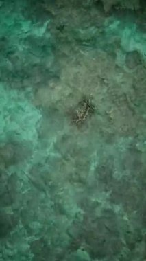 Suyun içindeki bir ağacın hava aracı görüntüleri. Japonya, Okinawa 'daki Kerama Ulusal Parkı' ndaki Zamami Adası 'nda beyaz plajları olan Agonoura Körfezi' nde turkuaz temiz su. Yüksek kalite 4k görüntü.
