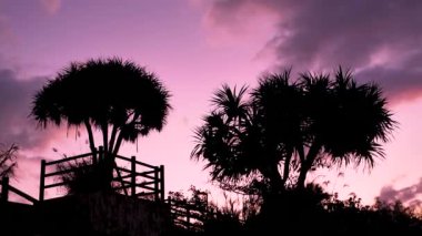 Japonya, Okinawa Adası 'nda çarpıcı bir gün batımı. Tropik ağaçların siluetleri. Yüksek kalite 4k görüntü.